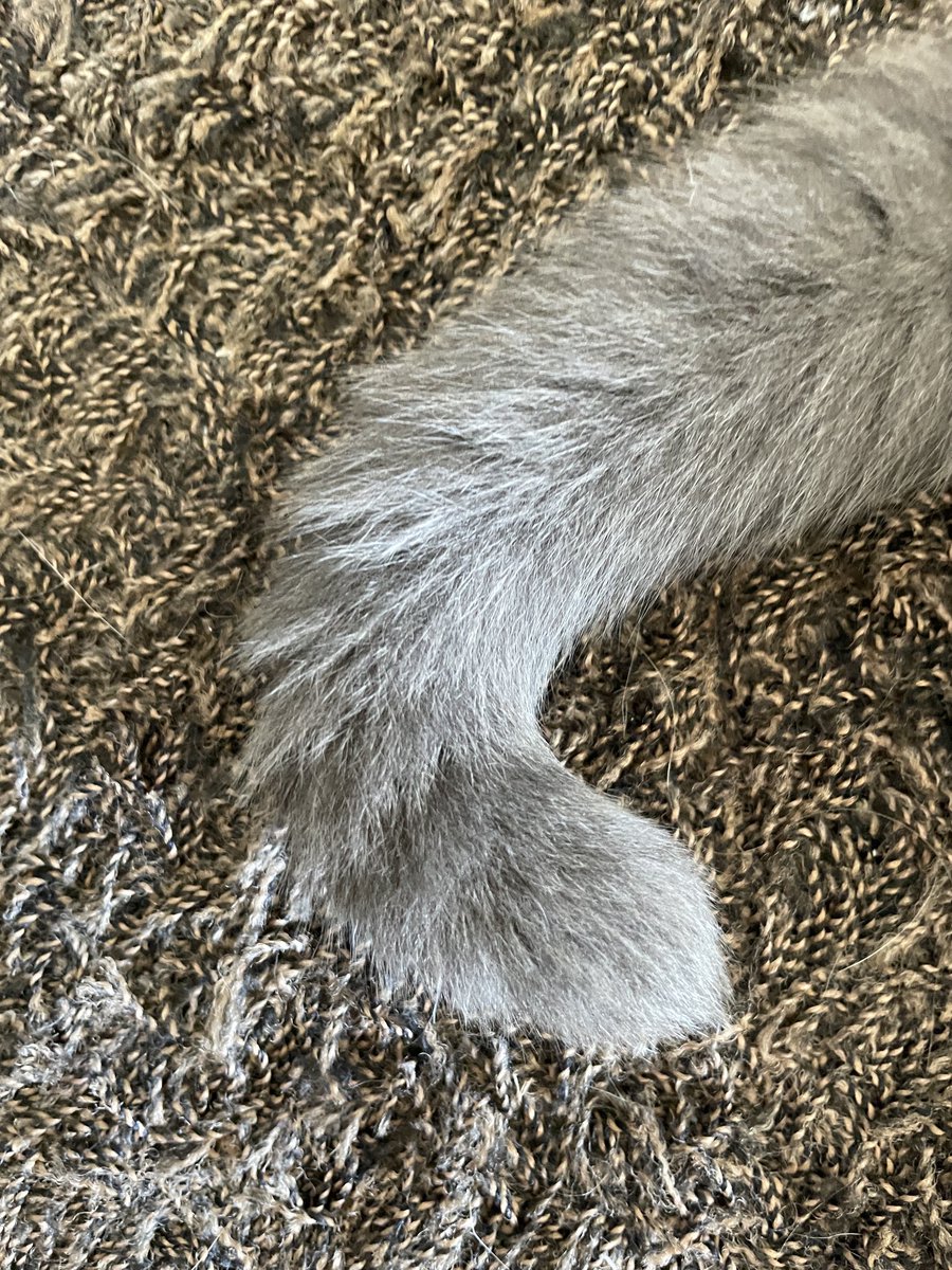 buhashee's tweet photo. Hey kids, it’s #ScienceThursday again. Today we gonna assemble something special!
#CatsOfTwitter https://t.co/aj8vdKY1ii