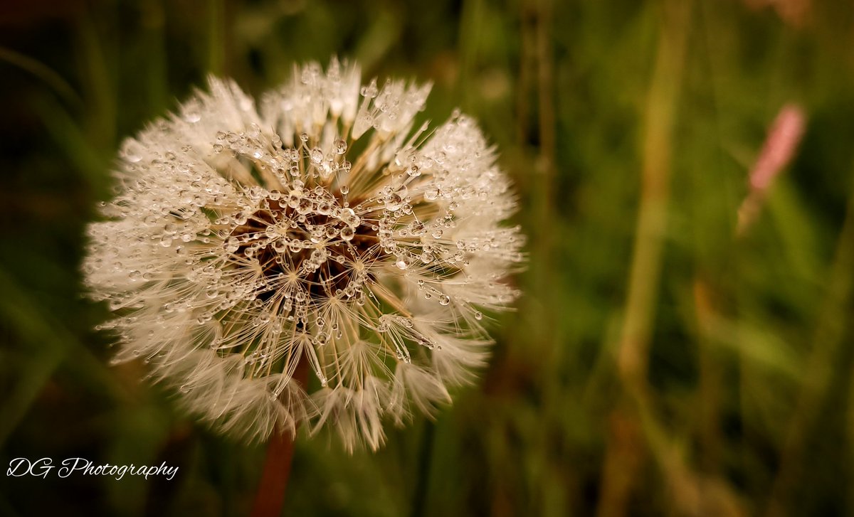 DGPhotography9's tweet photo. Time for the morning dew! 😌
#clockflower #dandilion #wildflowers #NatureIsCalling https://t.co/15es3t8nQ1