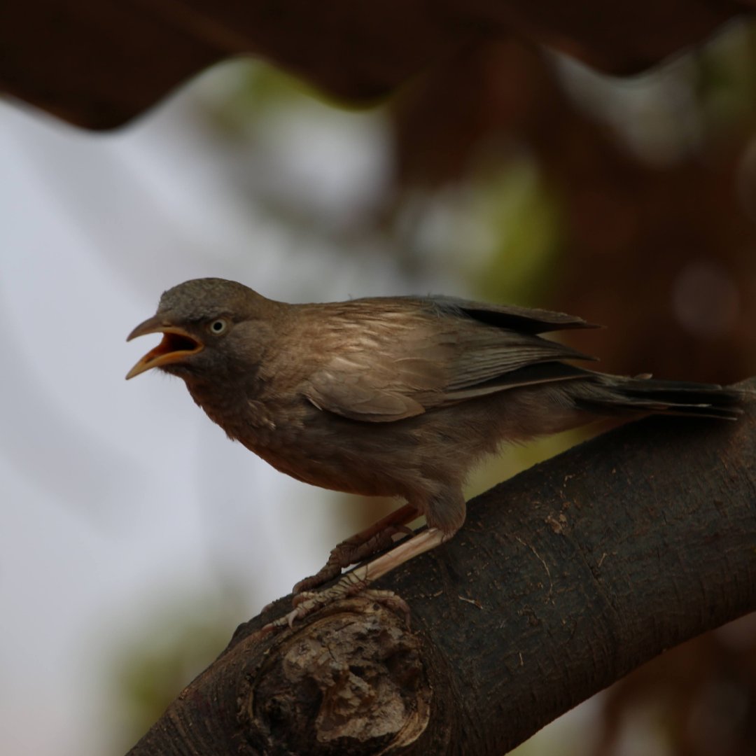 Found in the dry open shrub areas, babblers are a species of birds that move on the ground often while the members of their flock watch from the tops of bushes

#nature #wildlifesanctuary #birds #birdwatching #fauna #karnataka #wild