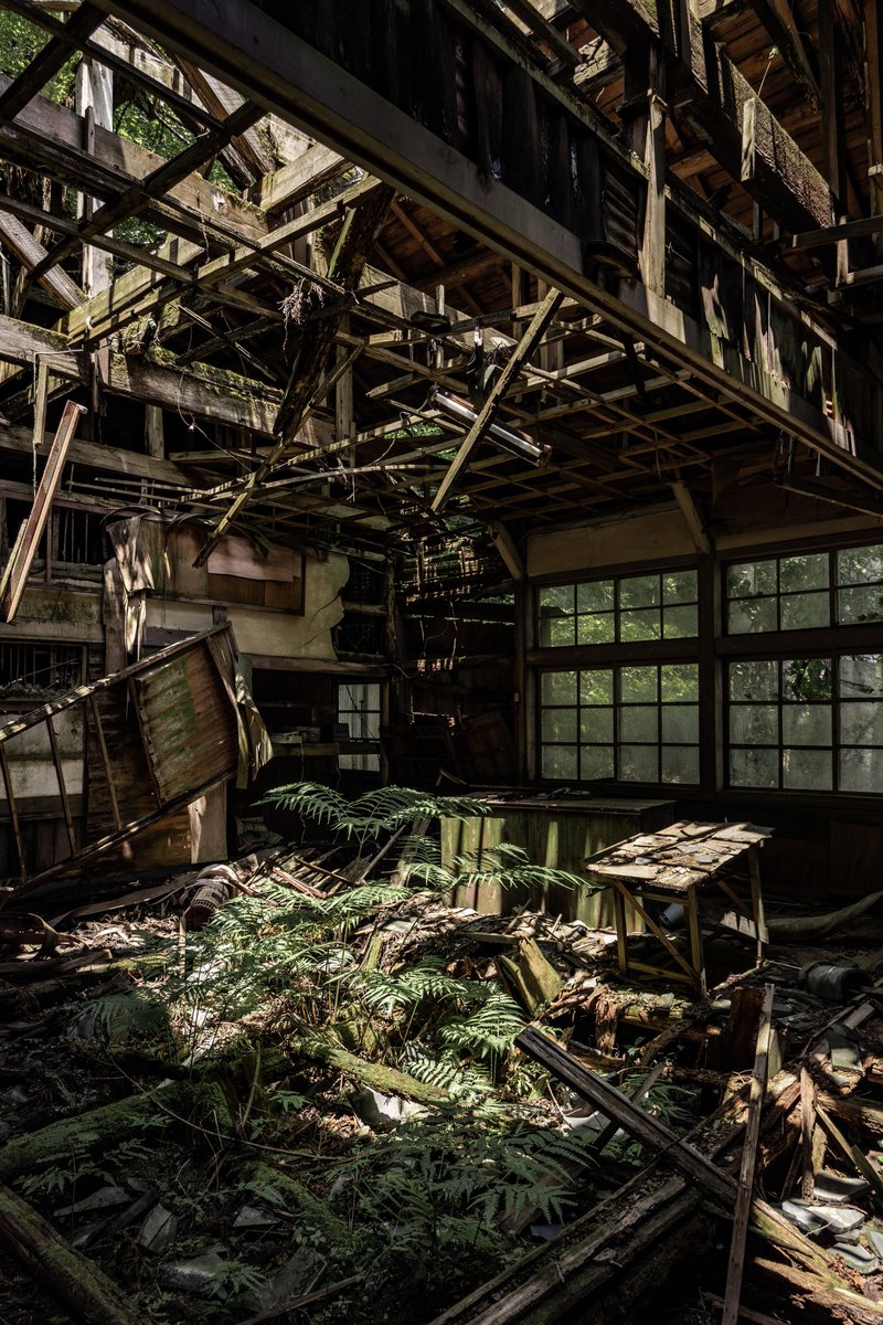 ここの廃校一年ぶりに行ったらだいぶ森に還ってた😳笑