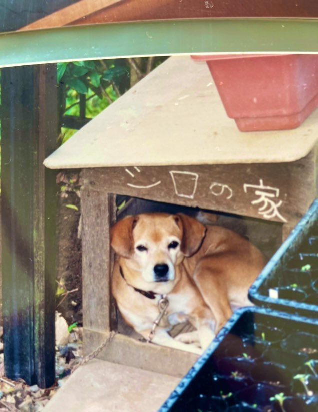 zz08129343's tweet photo. 家のアルバム見てたら、
シロの家で寝るペス出てきた
＃犬
#ペット
#いぬ
#家族 https://t.co/YtyOnDDh5J