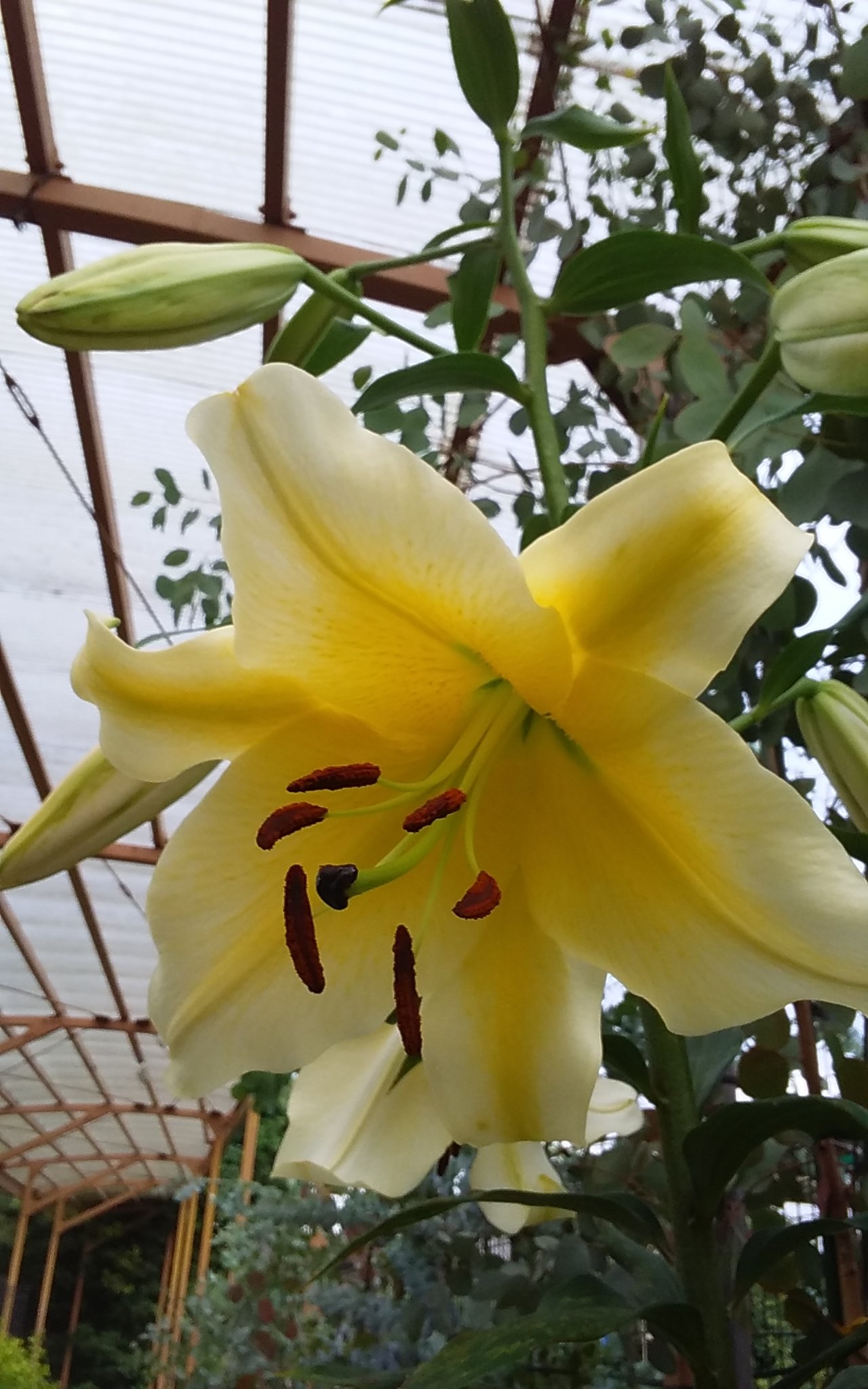 花樹屋 東雲堂 オリエンタルリリー 定番のカサブランカや色々な品種がある 大型のユリ コンカドール と ロビーナ が咲いてきました 園芸 ガーデニング ユリ オリエンタルリリー T Co 4c8vdglnbl Twitter
