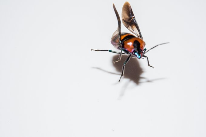 飛ぶタイミングがぜんぜんつかめねえええ 