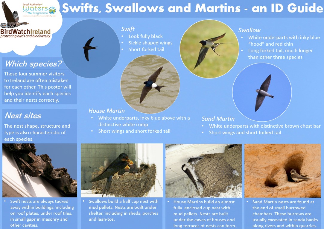 Learn to identify #Swifts from #Swallows & #Martens using this @BirdWatchIE & @WatersProgramme ID Guide. Then help with the #Limerick #Swift Survey.  Please report known  #Swift activity or established colonies/nest sites in #Limerick.  Project support from @LimerickCouncil  RT