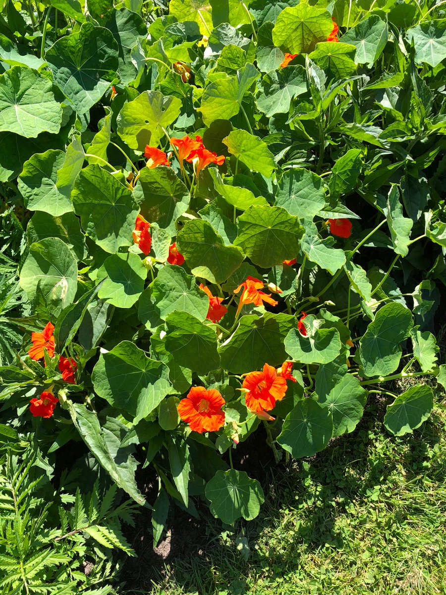 duivenvoorde's tweet photo. 🌺

Wist u dat onze jams, chutneys en azijnen worden gemaakt van producten uit onze eigen moestuin? Die staat op het moment in volle bloei. Neem dus snel een kijkje in de Kasteel- en landgoedwinkel! Geopend van donderdag tot en met zondag van 12 tot 16 uur. https://t.co/jRdLINMc6M
