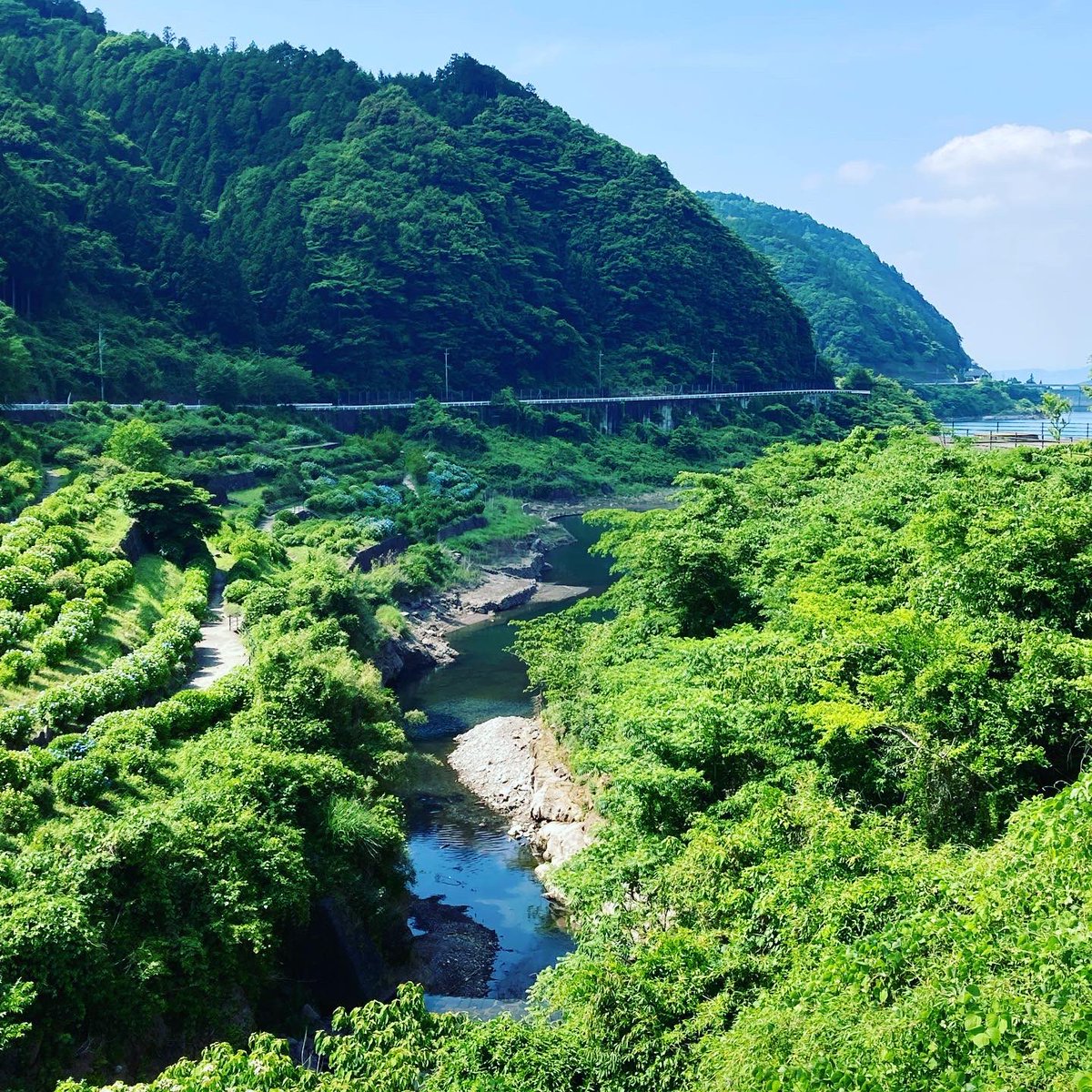 Babashuzo's tweet photo. #馬場酒造場 です🙋🏻‍♂️
梅雨に入って蒸し暑いですね💦
今日は梅雨の間の晴れた日でした！

6月のお酒「能古見純米吟醸中取り生」！青いラベル���紫陽花がマッチします！！

弊社の近くに中木庭（なかこば）ダムがあるんですが、そこは紫陽花が綺麗なとこなんです！

是非お越しください！😊 https://t.co/lNQ03TW2jC