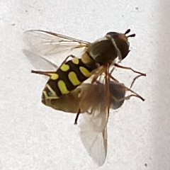 Nein, das ist keine Wespe sondern eine Schwebfliege.