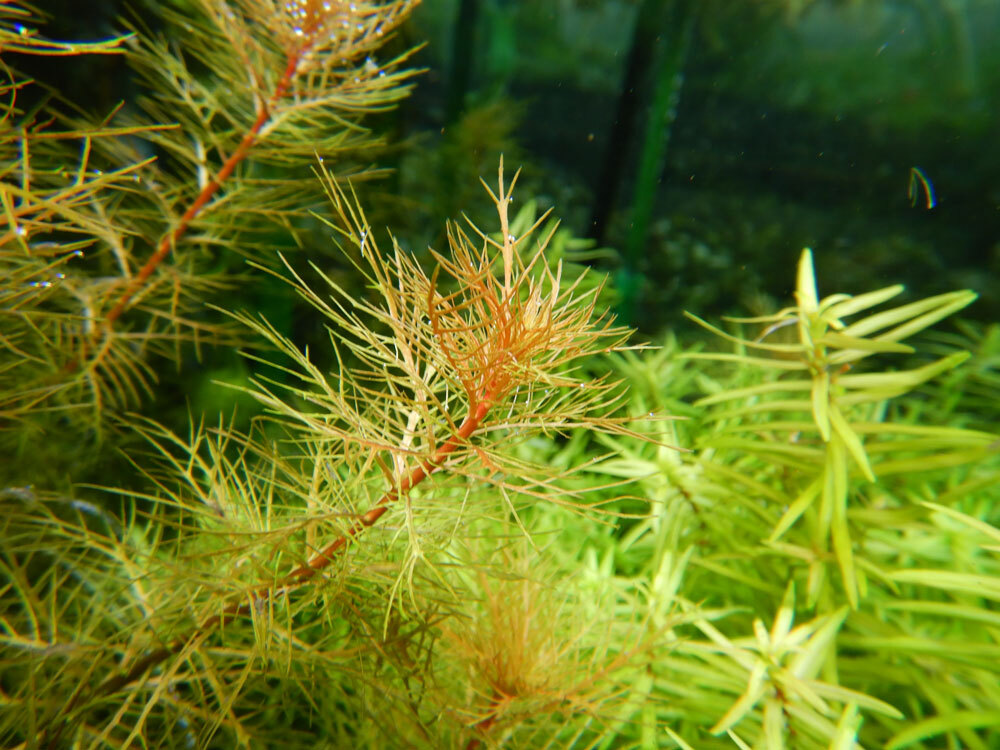 水草 植物 チャーム公式 品種紹介 水草 プロセルピナカ パルストリス キューバ 学名 Proserpinaca Palustris 光量 Co2添加が十分だと緑から赤に染まる美しい水草です T Co Mc9kluvwk5 T Co Cpy8tau97p Twitter 水草 植物 チャーム公式 品種紹介 水草 プロセルピナカ パルストリス キューバ 学名 Proserpinaca Palustris 光量 Co2添加が十分だと緑から赤に染まる美しい水草です T Co Mc9kluvwk5 T Co Cpy8tau97p Twitter