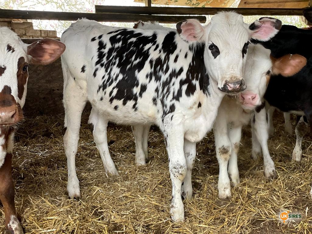 uk_sires's tweet photo. Two Normande x Fleckvieh x Holstein heifers sired by the bull Nacarat.  We are excited to see how these girls turn out.

Click to see our range of Normande sires, we have the best bulls available! 
https://t.co/JQtFi2kH3x https://t.co/8LsKvhUZvD