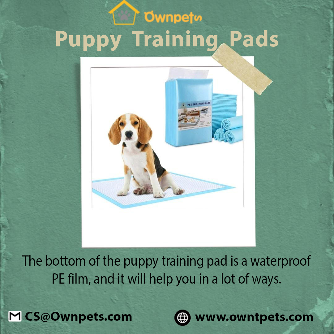 Ownpets1's tweet image. Our puppy training pads are a great way to help house train your puppy as the specially scented pad encourages your puppy to relieve themselves on the pad rather than on your floor.
Call us: 718-234-3508
For more info: - ownpets.com/collections/do…
 #puppypad #puppypads  #dogpad