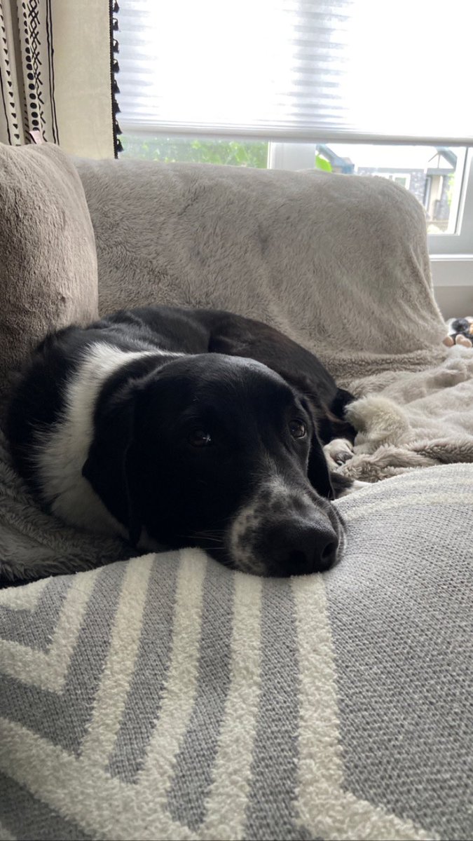 I don’t really post on Twitter anymore because I think this app is stupid. But my dog still cute.