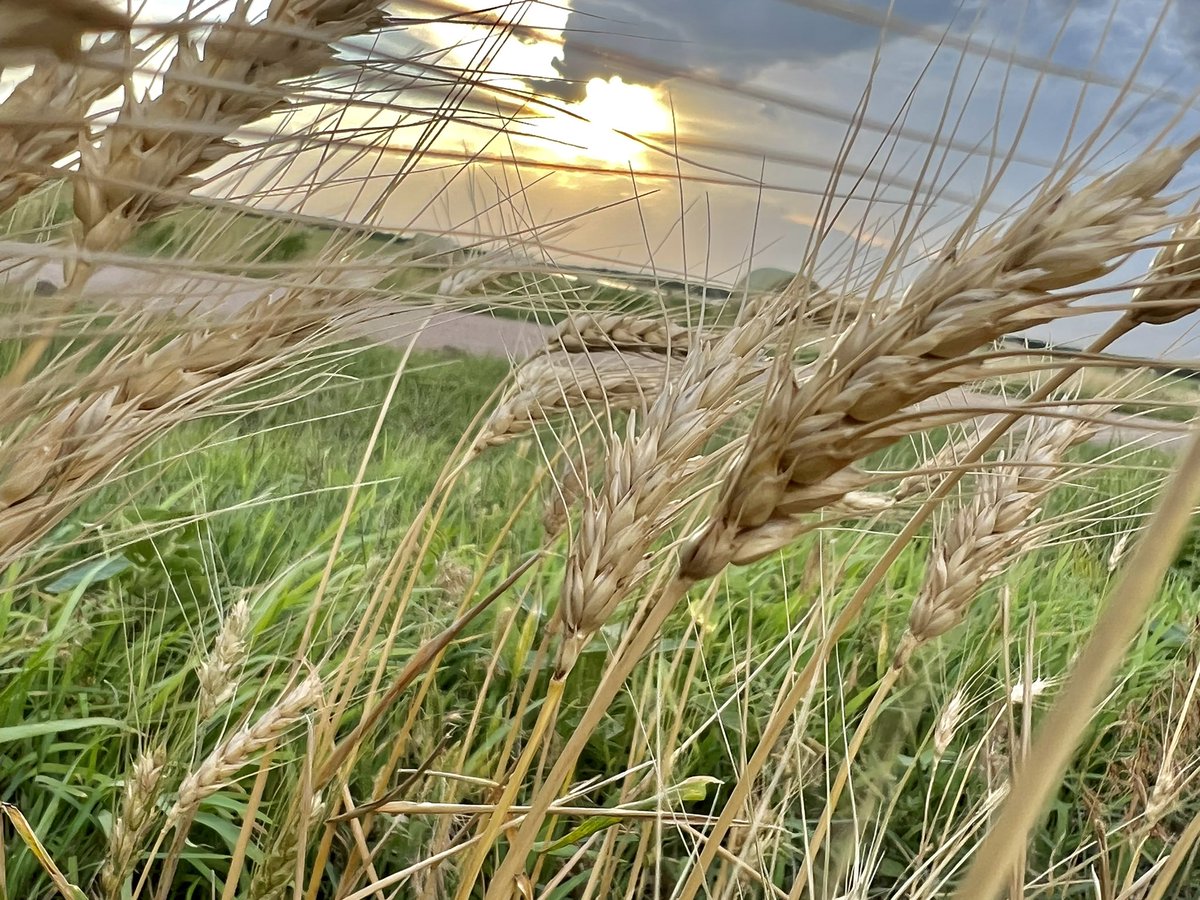 SpEdDr316's tweet photo. @JBPeterson2007 Kansas wheat before the harvest https://t.co/UMR5JgKH2y