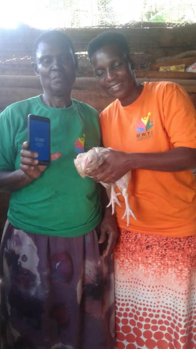 MaseseWomen's tweet photo. We thank impactmarket UBI so much for our chicken has grown,we teamed up and used our weekly claims to start this business our dream is to have a big farm continue supporting our community thanks @impactMarket_ @CeloOrg @ariexchange @mbarrbosa @0xAf0n5o and our backers https://t.co/pLosKg2qqr