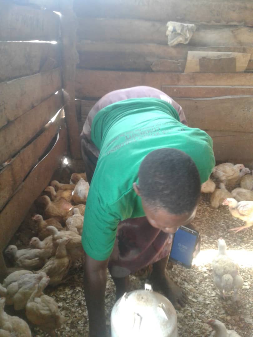 MaseseWomen's tweet photo. We thank impactmarket UBI so much for our chicken has grown,we teamed up and used our weekly claims to start this business our dream is to have a big farm continue supporting our community thanks @impactMarket_ @CeloOrg @ariexchange @mbarrbosa @0xAf0n5o and our backers https://t.co/pLosKg2qqr