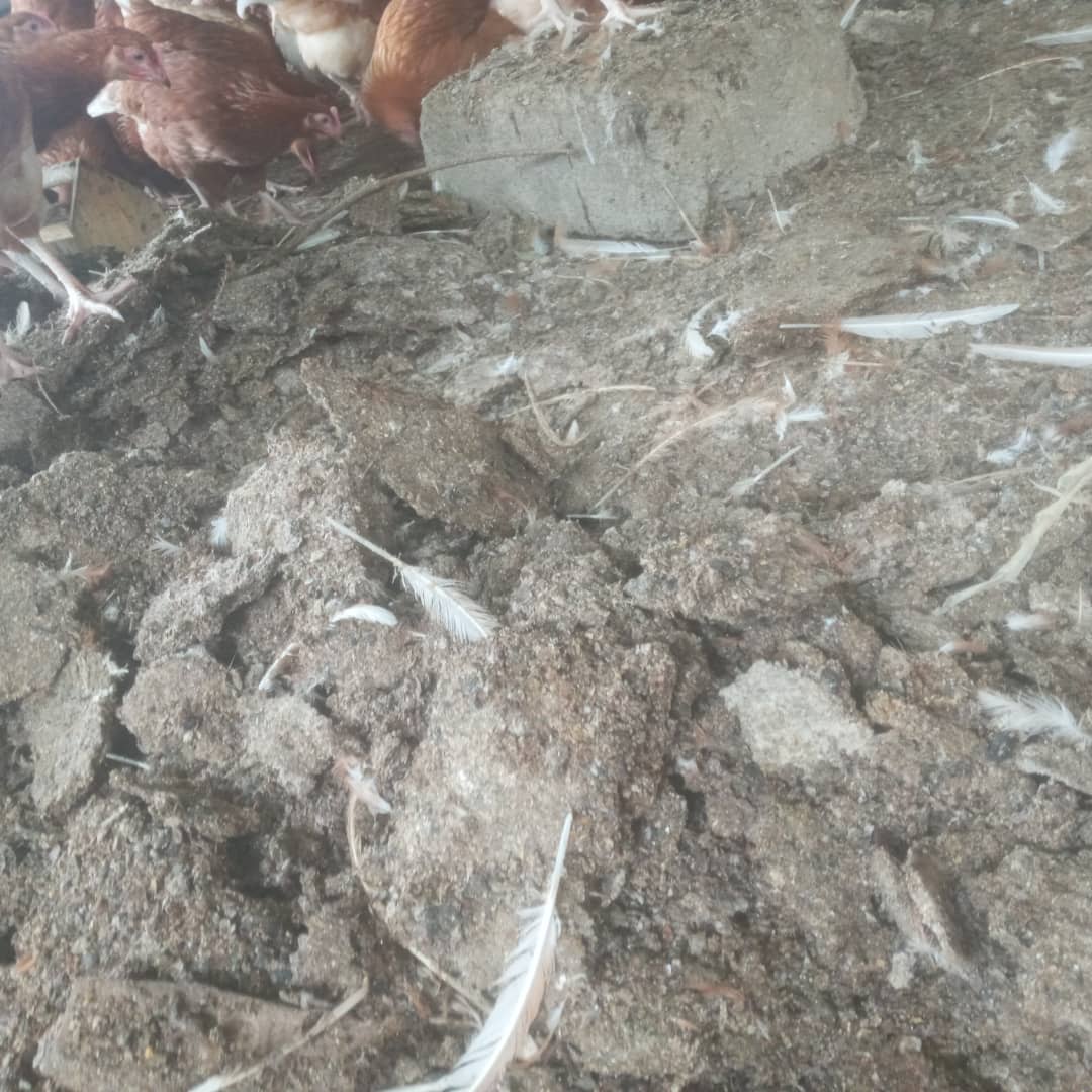VetVictor2's tweet photo. Litter management in poultry. 
Clumped litter acts as hatchery grounds for bacterias,. Keep the litter dry to enhance the flock health 👍.  Spray the litter using #viruchocdisinfectant to kill the life cycle of bacterias 
#VETVICTOR
+256706276412
+256776639643
+256760134963 https://t.co/BN3HYIk8Vk