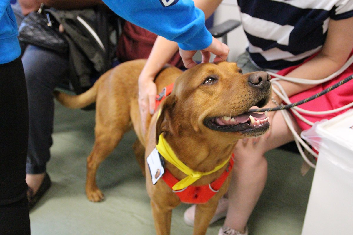 We’re so delighted to welcome the <a href="/PetsAsTherapyUK/">Pets As Therapy</a> dogs back to our wards, spreading joy to patients!

This week we were joined by Jack, a six year old, fox red labrador, and his owner Nick. 

Read more: orlo.uk/BAsLl
 
#Kind <a href="/CUH_Volunteers/">Volunteering at CUH</a>