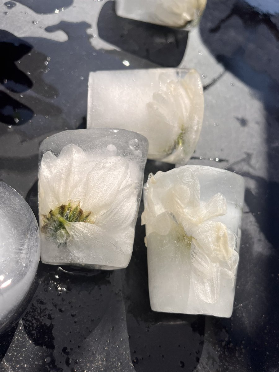 Micklewrightr's tweet photo. “It’s melting! The puddle is getting bigger!” We played and investigated with ice that had flowers frozen inside 🧊🌺@aspear_ @RowParkAcademy https://t.co/LWdP7AwHxa