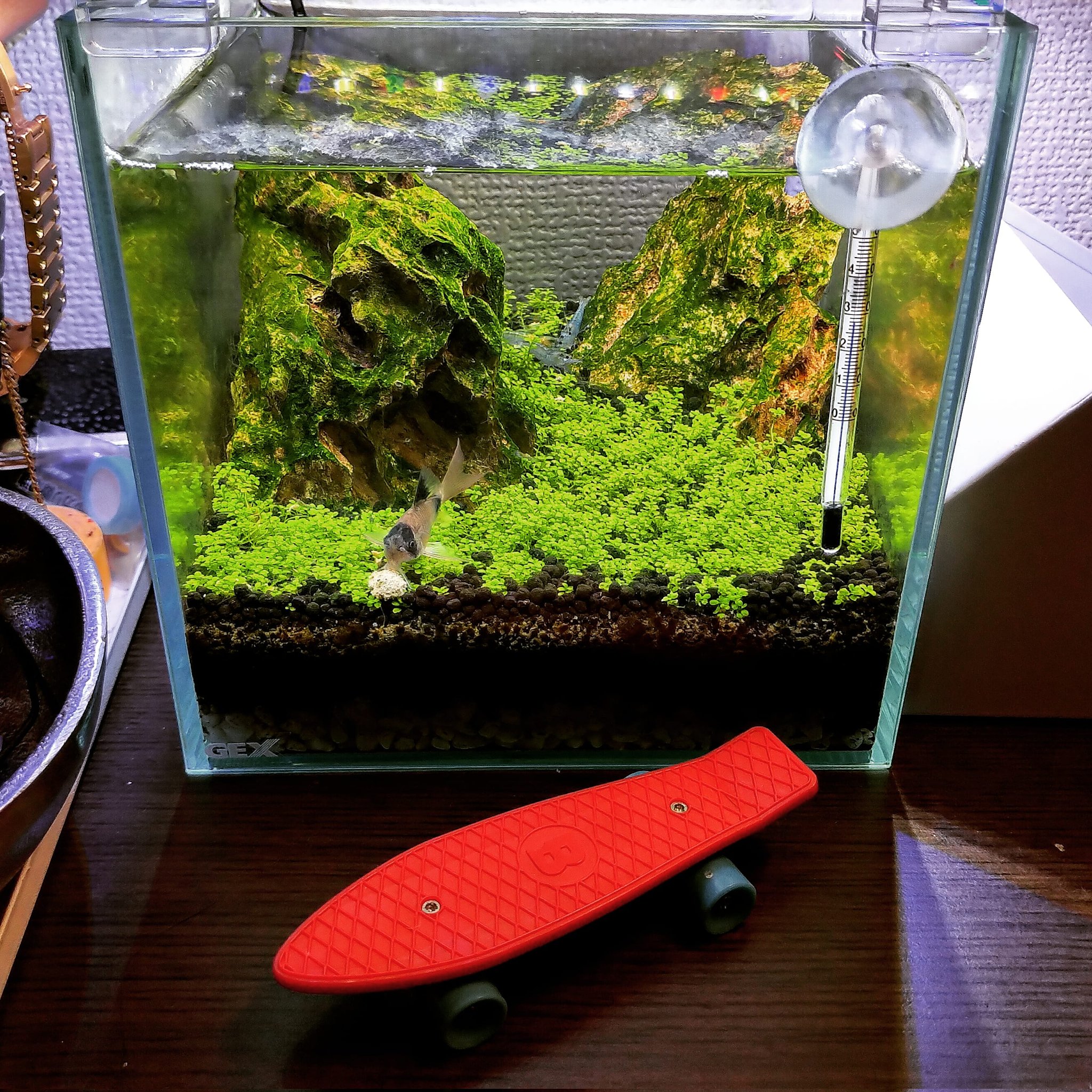 Lololol ちょっとした棚の上に15cmのキューブ水槽 立ち上げから数ヶ月経ってるけど 安定してきてコリドラスもエビも元気 小さい水槽で山岳レイアウトめちゃめちゃ可愛いと思う T Co Eki3by7xwi Twitter