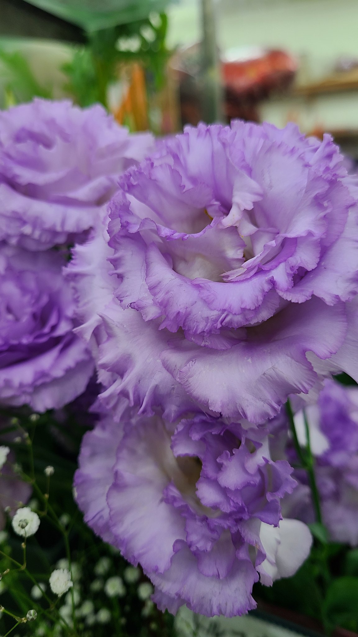 Flowershop 愛 皆さん こんばんは 昨日仕入れ日でしたが バタバタしていて 紹介が遅れました トルコキキョウの プリマラベンダー です 品種改良を重ね 世界でもトップクラスの 日本のトルコキキョウですよ プリマとはバレエ