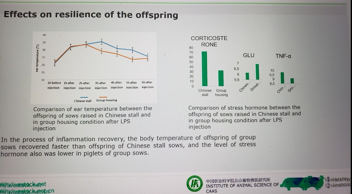 thepigobserver's tweet photo. Also happening today, @HLSProject on better welfare, better resilience. One case from China showed group-housed sows' offspring recovered quicker from LPS compared to stalled sows. This result is not surprising, but with meaningful implication coming from on-farm trials in China. https://t.co/NxKQ7ITW1E