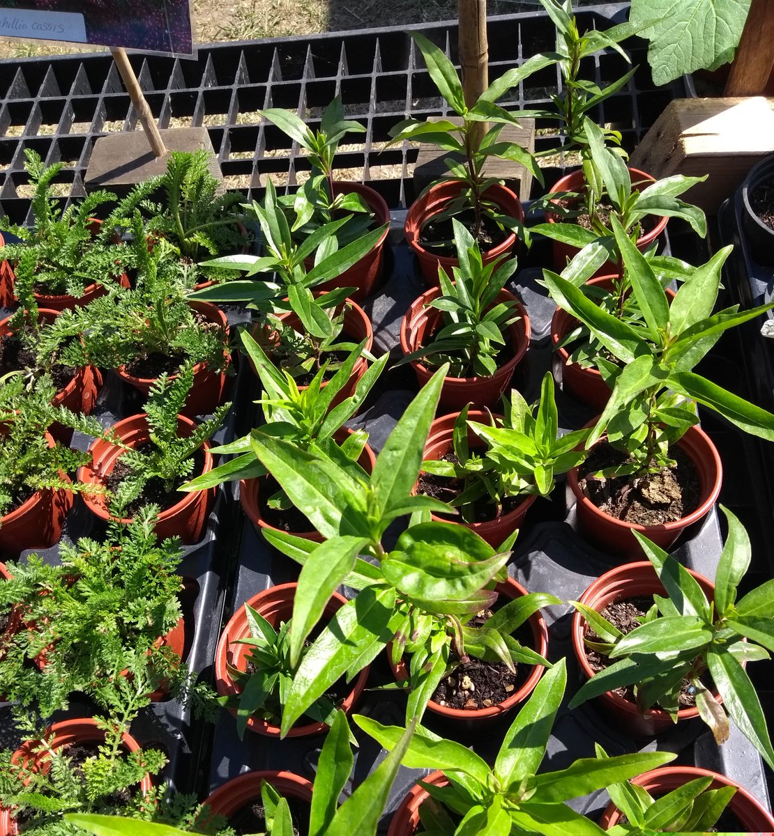 EllinghamOnline's tweet photo. We have loads of plants available to buy.  3 plants for £5.  Available for collection in person between 9am and 4pm. 🪴 https://t.co/tRVxODlaWl