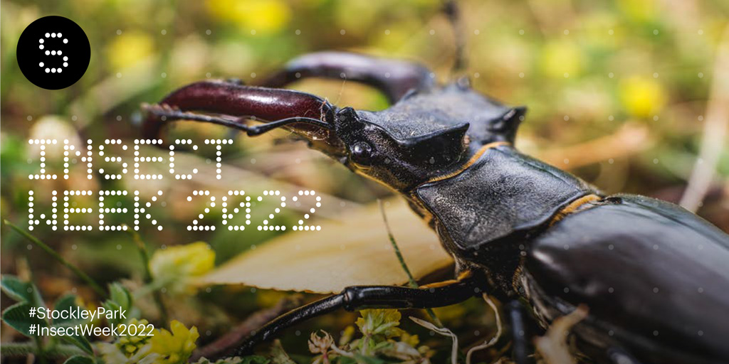 stockley_park's tweet photo. #DidYouKnow a stag beetle is the largest species of insect to be found in the UK 

#StockleyPark
#InsectWeek2022 https://t.co/iQGzQbFooi