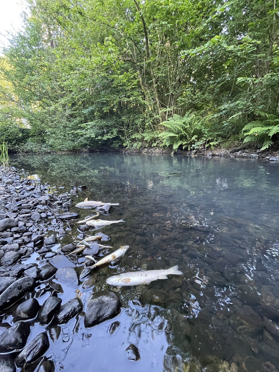 MattStaniek's tweet photo. Welcome to #windermere 

This is Cunsey beck one of the tributaries that runs into the lake

I’m not joking when I say HUNDREDS of fish have been killed by a pollution event, all of which is running into Englands largest lake 

The worst is yet to come⬇️

https://t.co/MnscAi4v3M https://t.co/g2rCQCkoGE