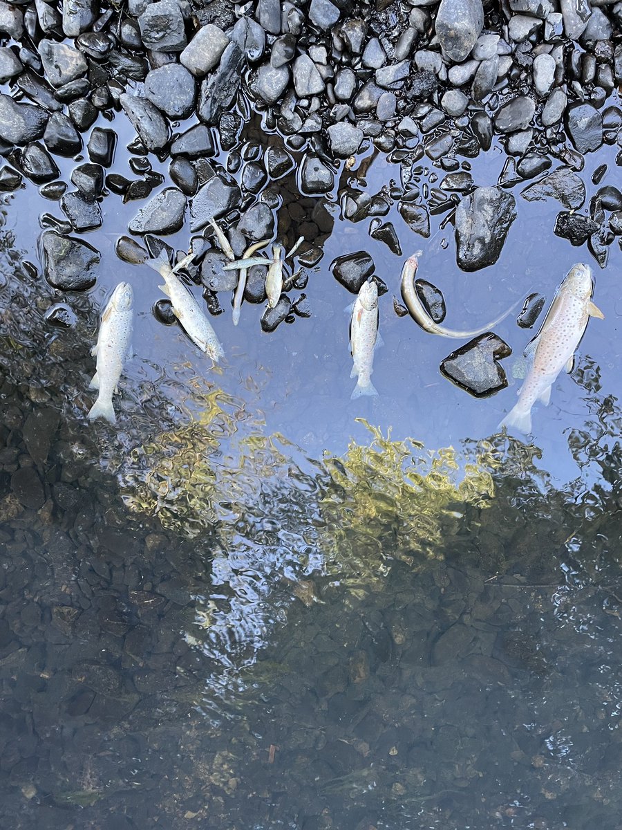 MattStaniek's tweet photo. Welcome to #windermere 

This is Cunsey beck one of the tributaries that runs into the lake

I’m not joking when I say HUNDREDS of fish have been killed by a pollution event, all of which is running into Englands largest lake 

The worst is yet to come⬇️

https://t.co/MnscAi4v3M https://t.co/g2rCQCkoGE