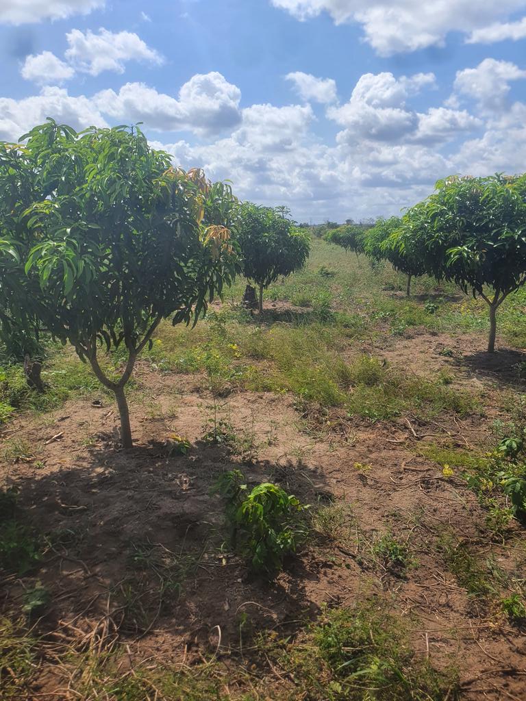 TropicalPlains's tweet photo. Tunaweza sasa kukaa chini ya mti mchana 🙏🏾.

#wearegrateful https://t.co/hxT057pgUn