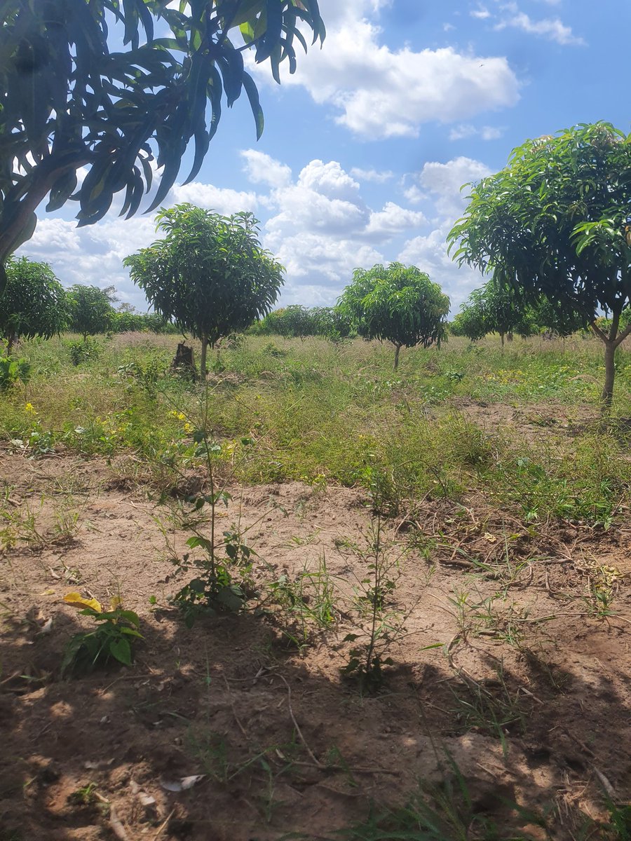TropicalPlains's tweet photo. Tunaweza sasa kukaa chini ya mti mchana 🙏🏾.

#wearegrateful https://t.co/hxT057pgUn