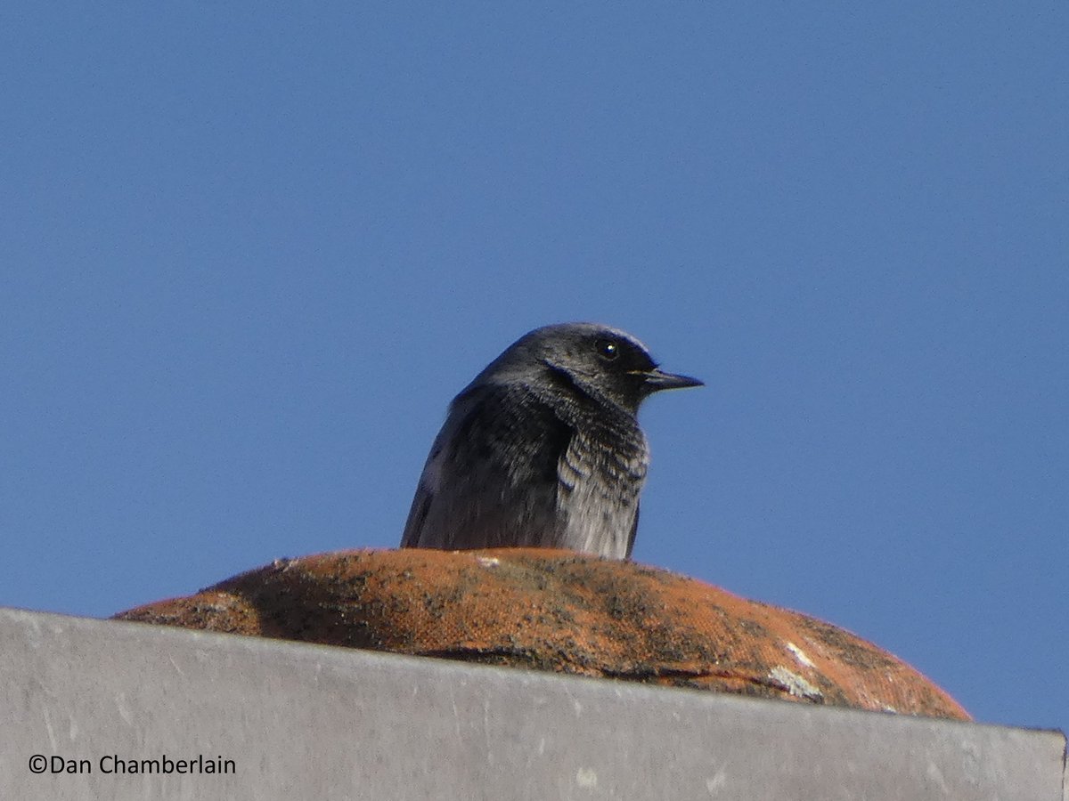 EARLY CAREER ORNITHOLOGISTS: Are you looking for a PhD or post-doc and have an interest in urban ecology? The University of Turin is recruiting for an exciting new project – see cutt.ly/0KnNrsf for further details #ornithology
