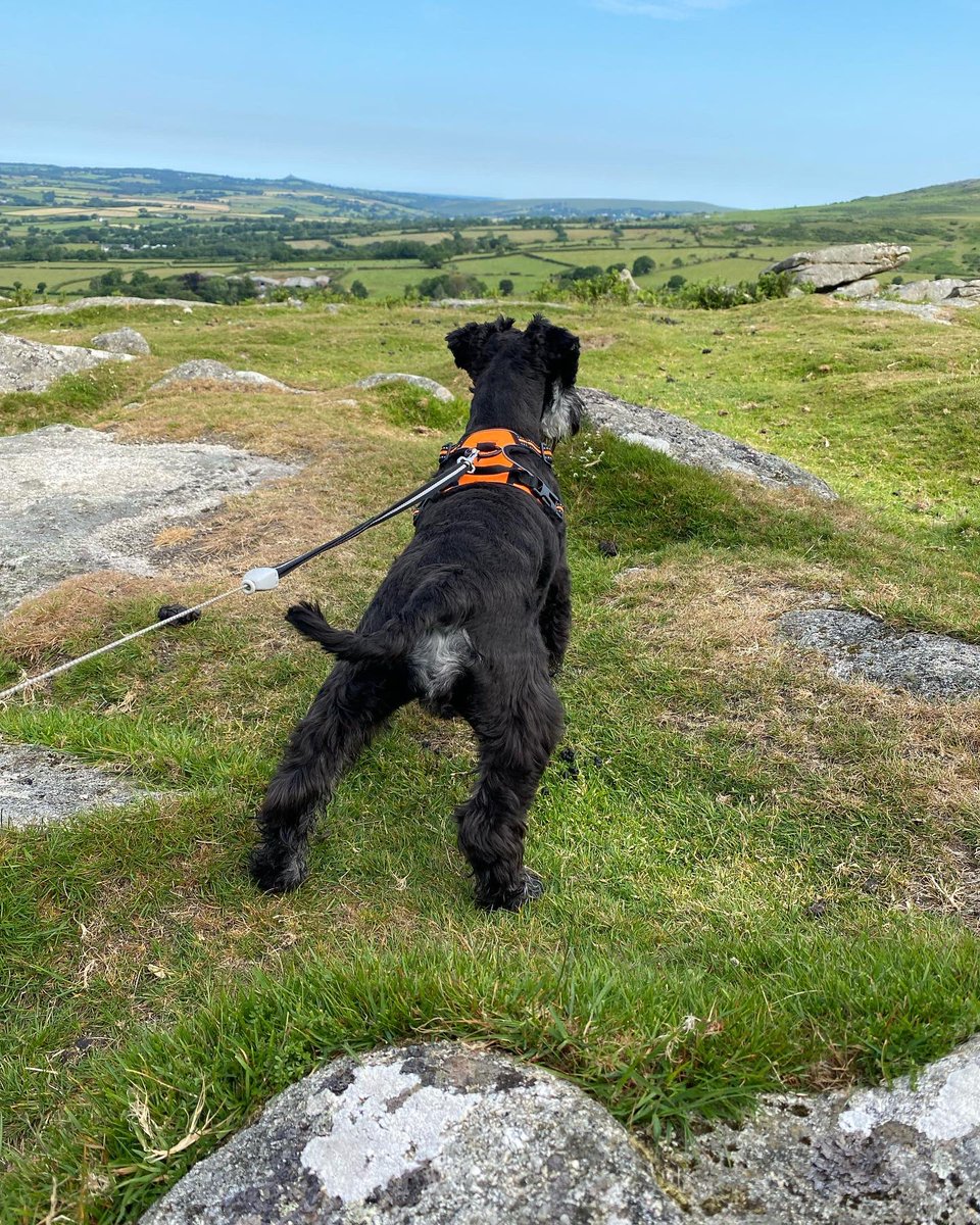 TAFFMUN's tweet photo. A quick tab up to Pew Tor this morning, before the weather turns. It’s a bit cooler today for poor Betty, who struggled yesterday #devon #pewtor https://t.co/pocsiEaAW9