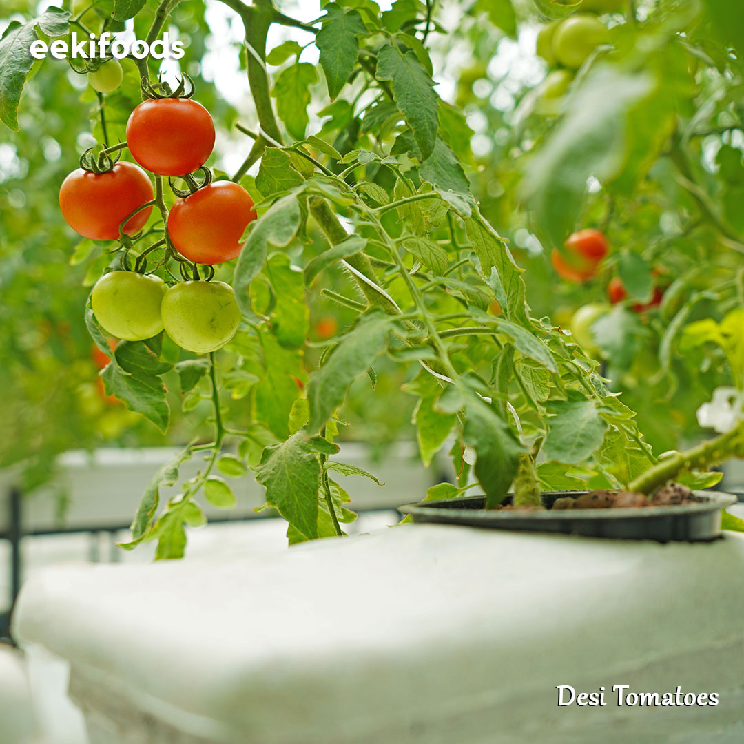 eekiofficial's tweet photo. Reasons why you should always eat eeki's desi tomatoes ๐
๐๐ป Free from pesticides
๐๐ป Low number of calories
๐๐ป Rich source of vitamins
To know more, visit https://t.co/w9oTRImfk9
#sustainablefarming #farming #farm #eeki https://t.co/xw7905Yzfl