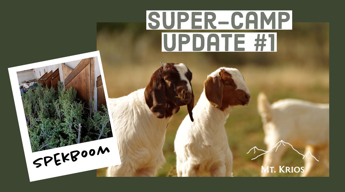 MountKriosNFT's tweet photo. MOUNT KRIOS SUPER-CAMP
Update 1 | Fencing &amp; Spekboom

🐐 The first steps to build our super-camp are underway!

🪴We’ve purchased fencing and the proudly South African plant, Spekboom, to grow around the Super-Camp.

 Read the full update in major-announcements in our DC

#LFGOAT https://t.co/lpigQ4ocyD