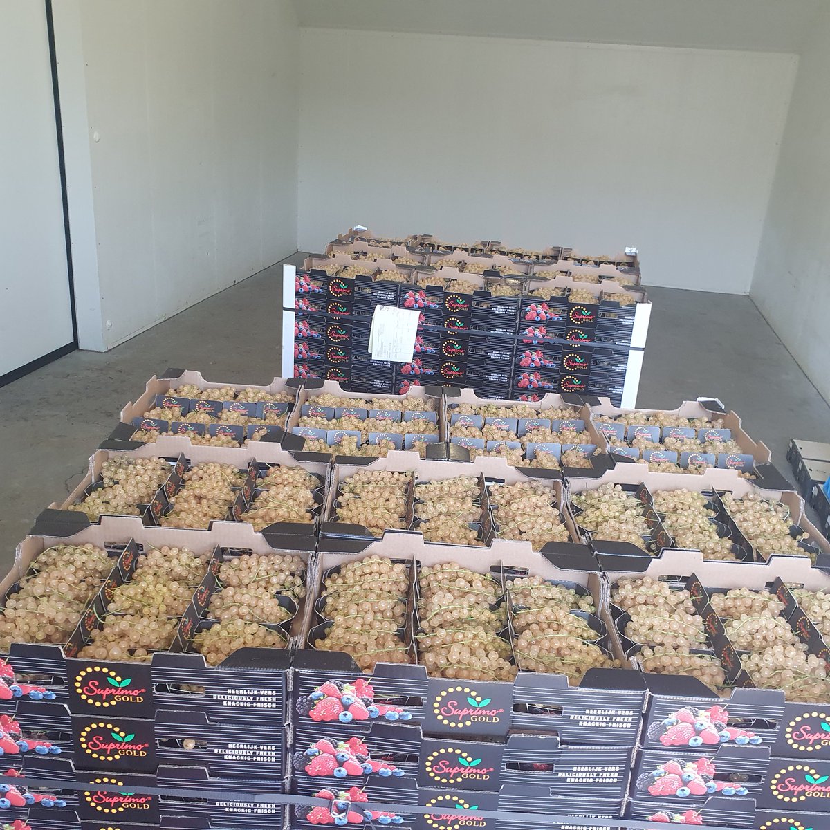 desikkert's tweet photo. Vandaag een mooie order van 300 colli witte bessen geoogst en afgeleverd.
#hollandsfruit #desikkert #trotsopdeteler #opijnen #zachtfruit #softfruit #wittebes #veilingzaltbommel https://t.co/zYa19xoPBh