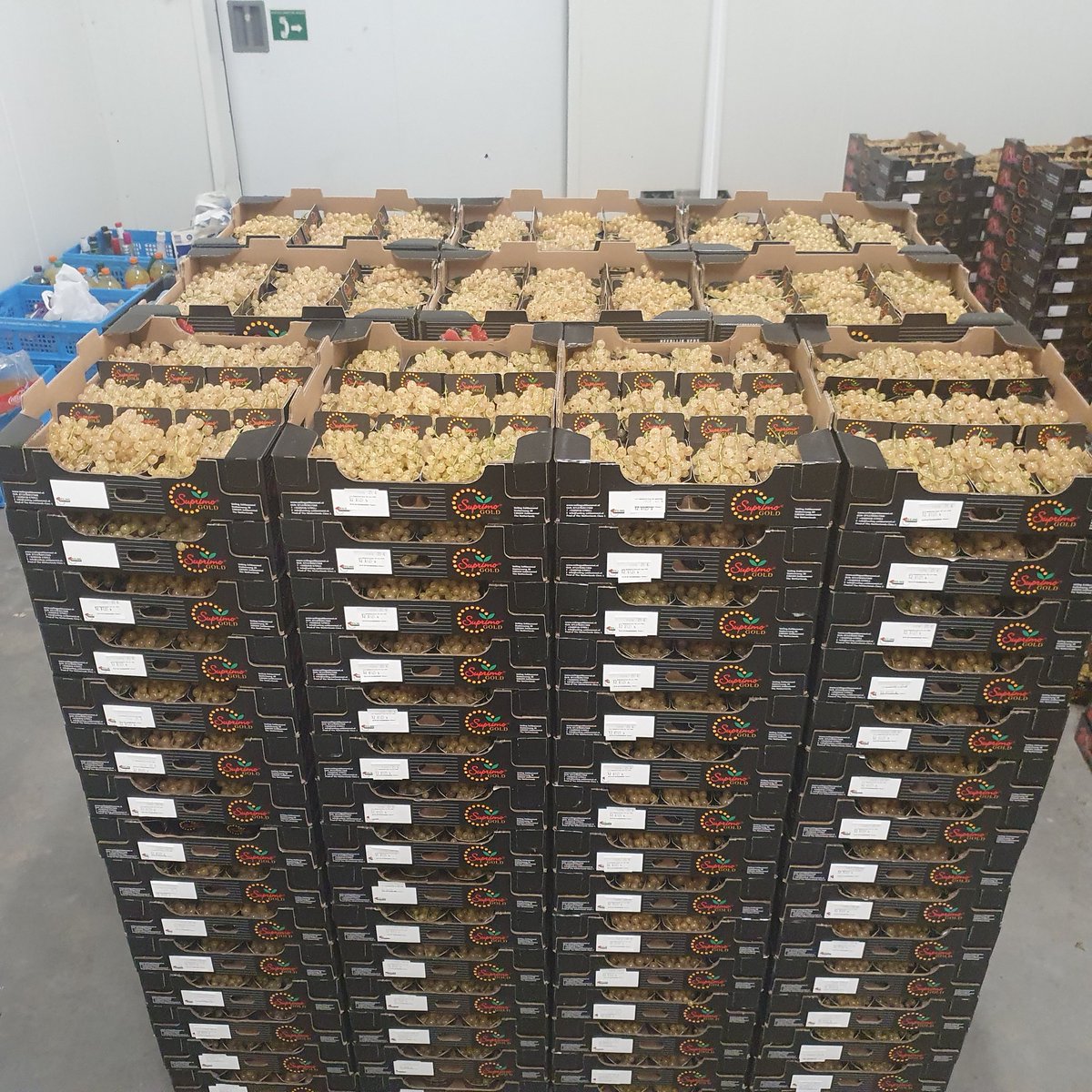 desikkert's tweet photo. Vandaag een mooie order van 300 colli witte bessen geoogst en afgeleverd.
#hollandsfruit #desikkert #trotsopdeteler #opijnen #zachtfruit #softfruit #wittebes #veilingzaltbommel https://t.co/zYa19xoPBh