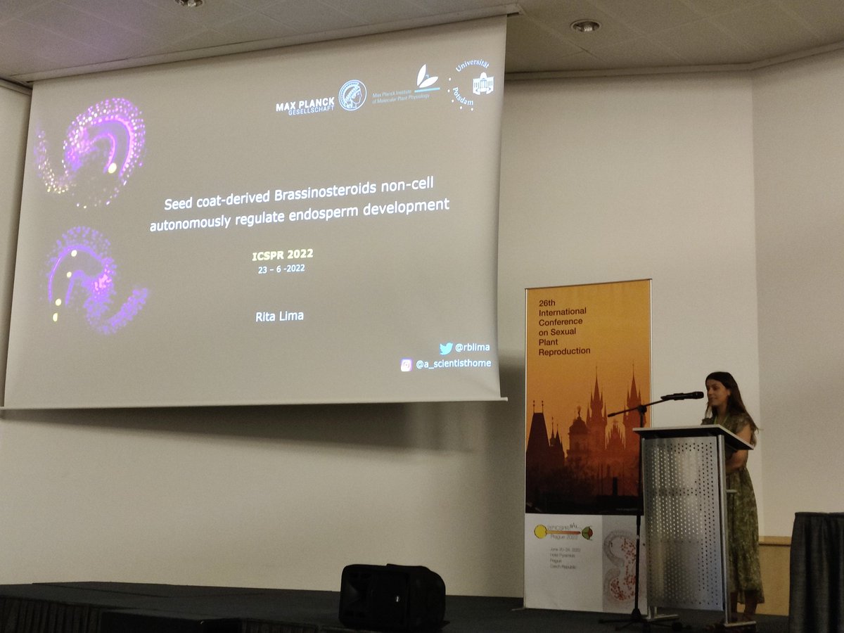 spredlab's tweet photo. It was a pleasure to hear Rita Lima @ritalima95 revealing the role of
seed coat-derived brassinosteroids in non-cell autonomous regulation of endosperm development 🌱 #ICSPR2022 https://t.co/2xoahH69kS