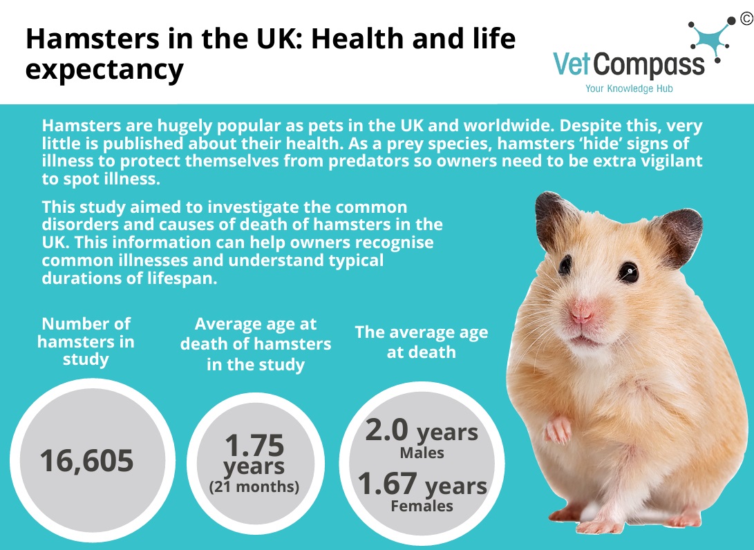 Largest study reveals most common disorders and lifespan of pet hamsters in  the UK