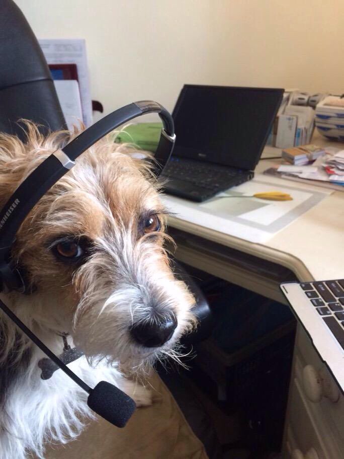 #Bringyourdogtoworkday #OJ Briar is eagerly waiting for all her pals to call the #CorallineHealth office ..☺️ #BTPosse