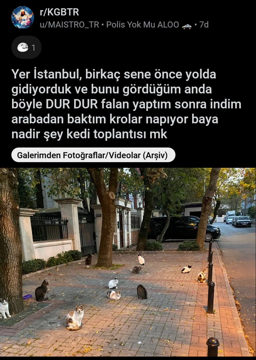 kgbtr's tweet photo. Kediler konseyi https://t.co/41Z0eUwJtb