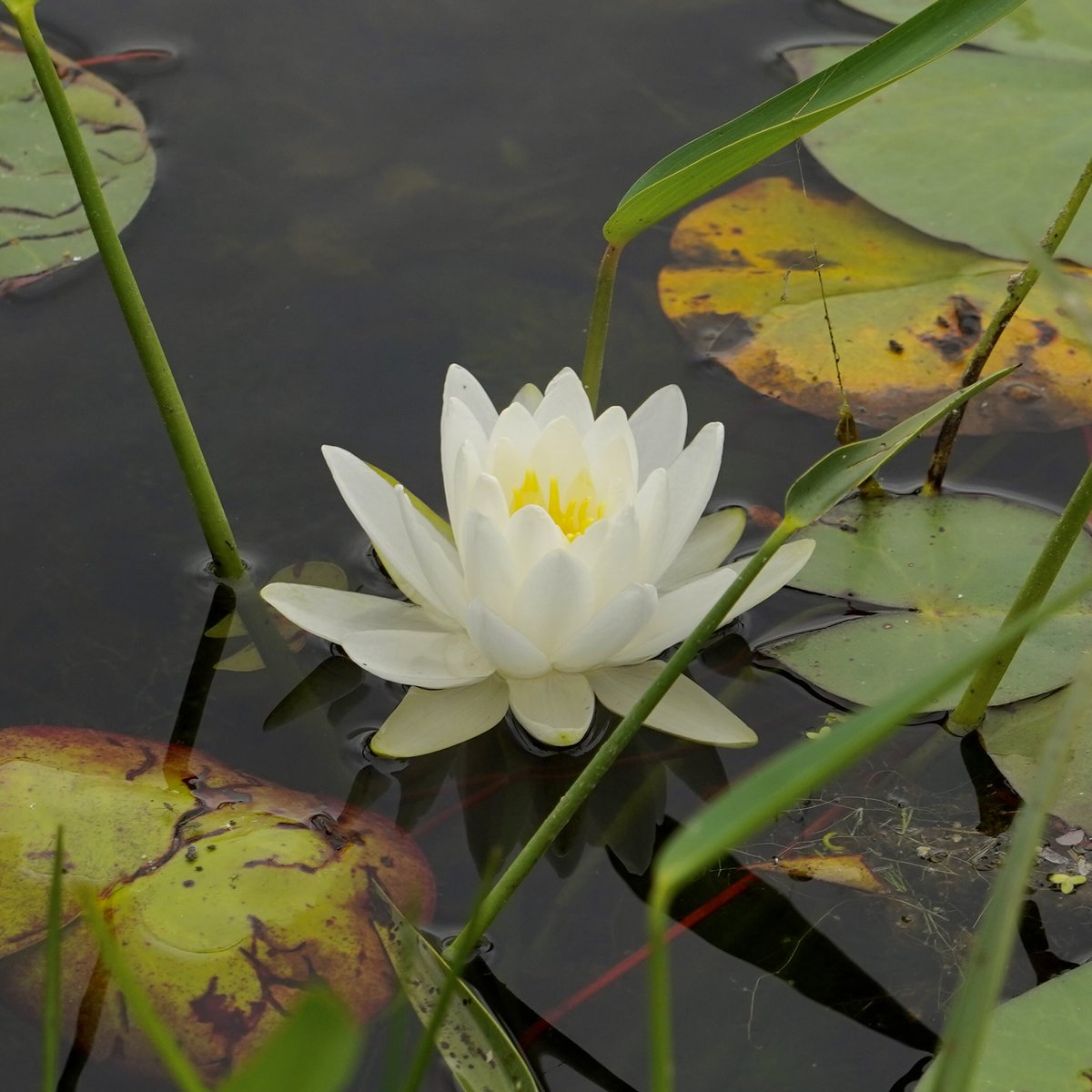 Good morning, all. Here’s a peaceful image from a quiet moment at the Orion Environmental Writers Workshop. 
#orion #orionenvironmentalwritersworkshop #omegainstitute