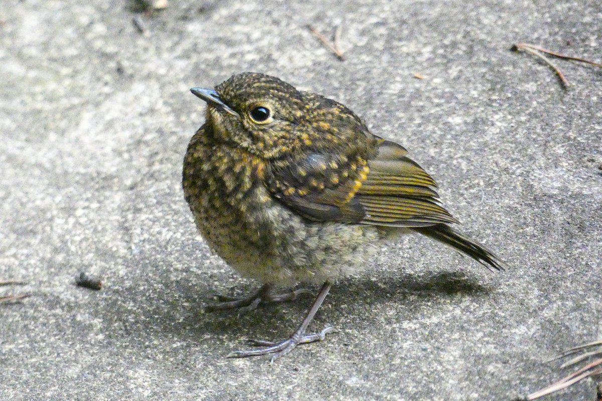 Stalactitephoto's tweet photo. A little fledgling visitor to the garden last night. Little Robin. He/she was looking for food from great tit this morning 🤷♀️ they may be a little confused.
#DailyDoseOfRobin https://t.co/dM6WOB0rPa