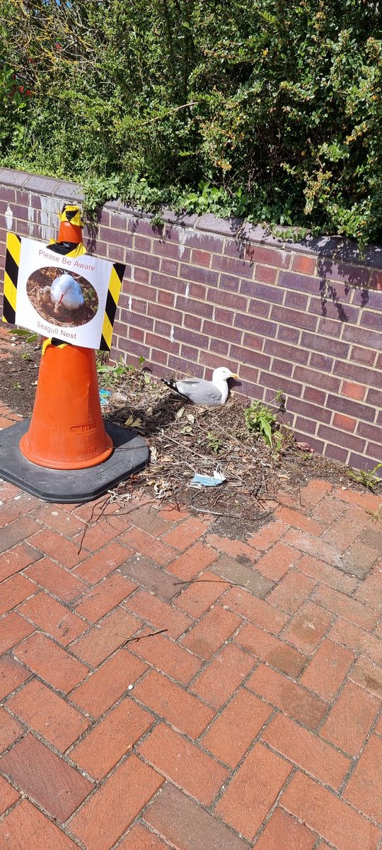 Seagull nesting in the car park at work
@Tappy_seagull