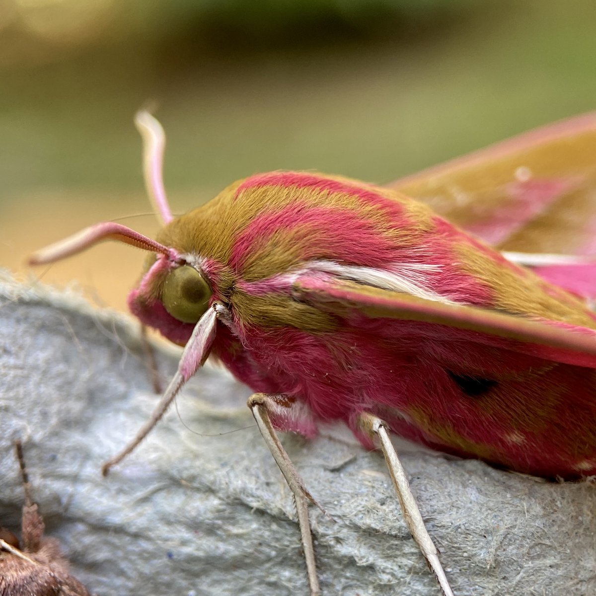 Elephant Hawkmoth #mothsmatter #teammoth #moths #elephanthawkmoth