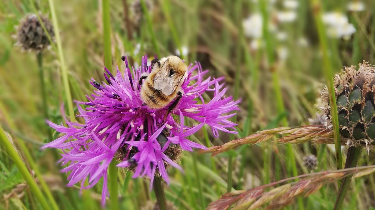 LU_WaterMicro's tweet photo. Wild flowers on the roadside. Bee. #biodiversity #skane #flyinge https://t.co/6maWqoubZl