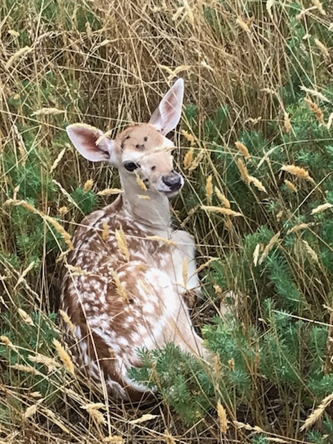 Ludogaia38510's tweet photo. "Je commence à bien grandir..."
https://t.co/s3FnFglGK7
#sortie #famille #nature #biodiversité #AuvergneRhôneAlpes #Isère #Lyon #Grenoble #BalconsduDauphiné #faon #daims https://t.co/my4zK9nxgN