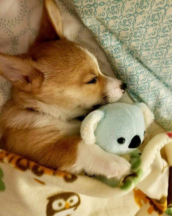 No Context Dogs ୧⍤⃝🐶 (@nocontextsdogs) on Twitter photo 