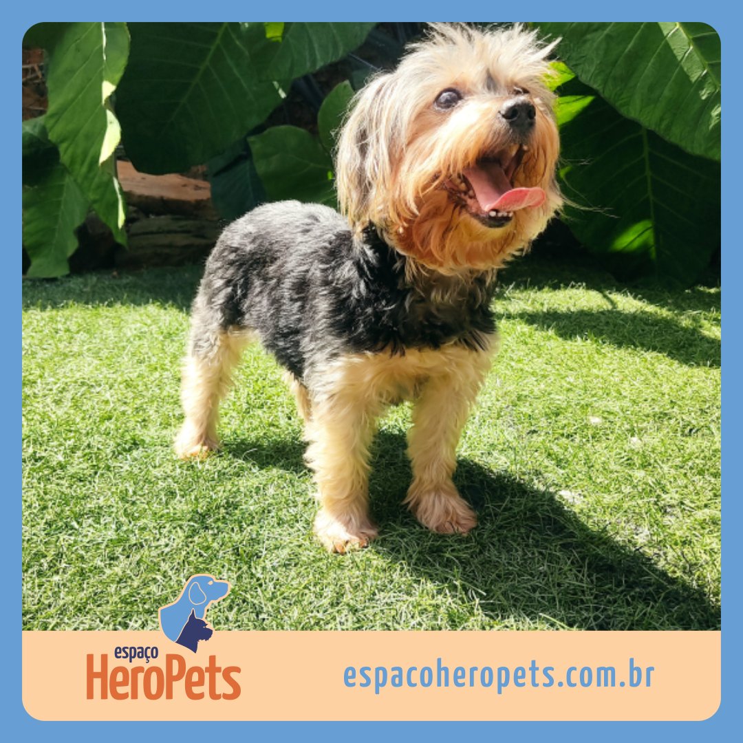 EspacoHeroPets's tweet image. Este é o Nick, querido cliente do Espaço Hero Pets. 🐶 Ele já experimentou nossa estrutura criada especialmente para Pets. 🐾 Aqui todos são tratados como verdadeiros Heróis.