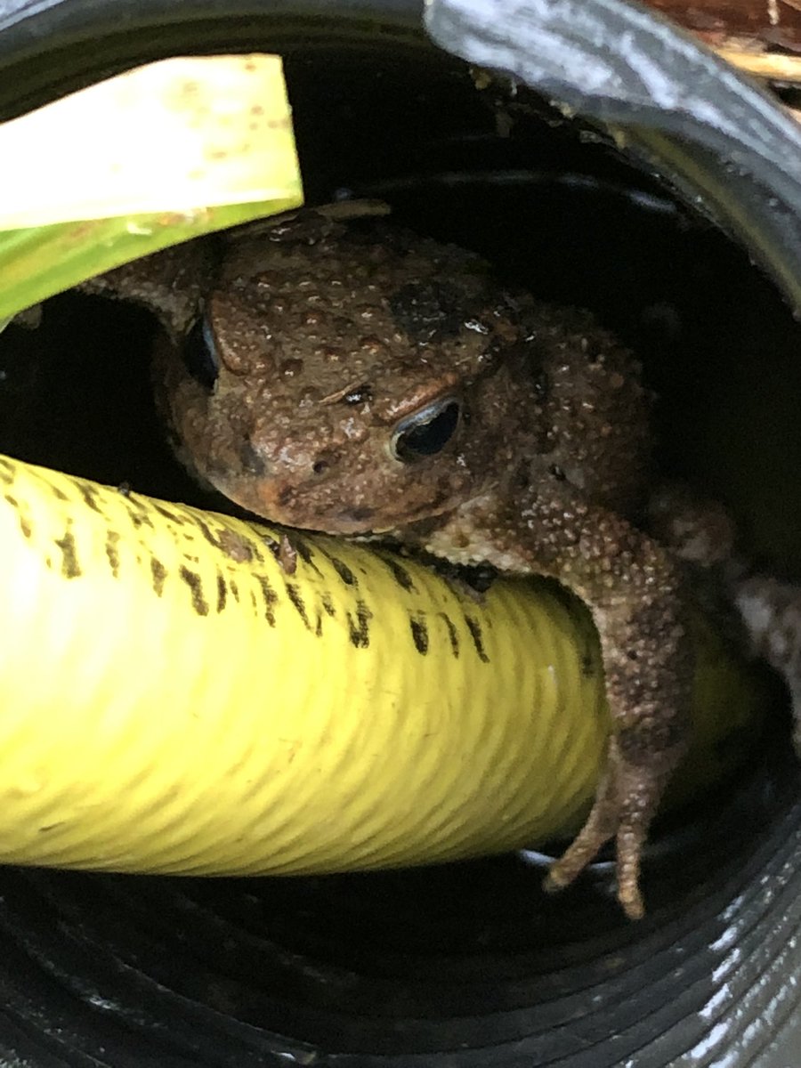 A toad in the hole! Whilst the trees in Hornchurch country parks memorial woodland was being watered, a toad popped out of the watering pipe.