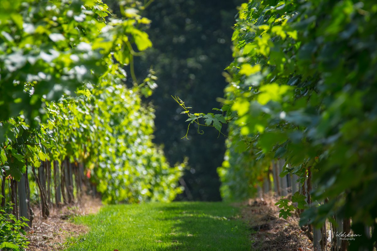 Raising a glass to our Sussex Vineyard during English Wine Week 🍷

Learn more about our vineyard ➡️ lnkd.in/eK4B4CR6

Read more from @Sussex_World ➡️ lnkd.in/eNSKKQCd

#EnglishWineWeek #englishsparklingwine @ManningsHeath @LeonardsleeG @WinePressUnit #wine #ukwine